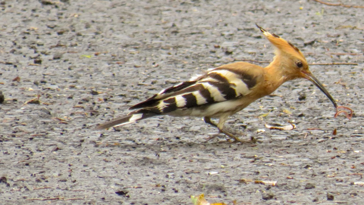 Eurasian Hoopoe - Dinesh Sharma