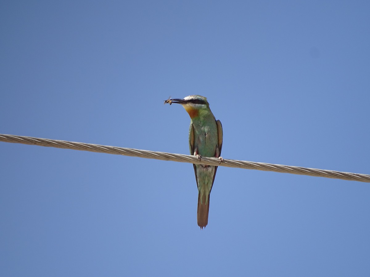 Blue-cheeked Bee-eater - ML188542711
