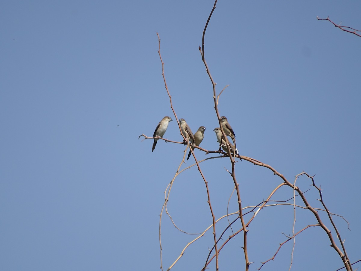 Indian Silverbill - ML188543351