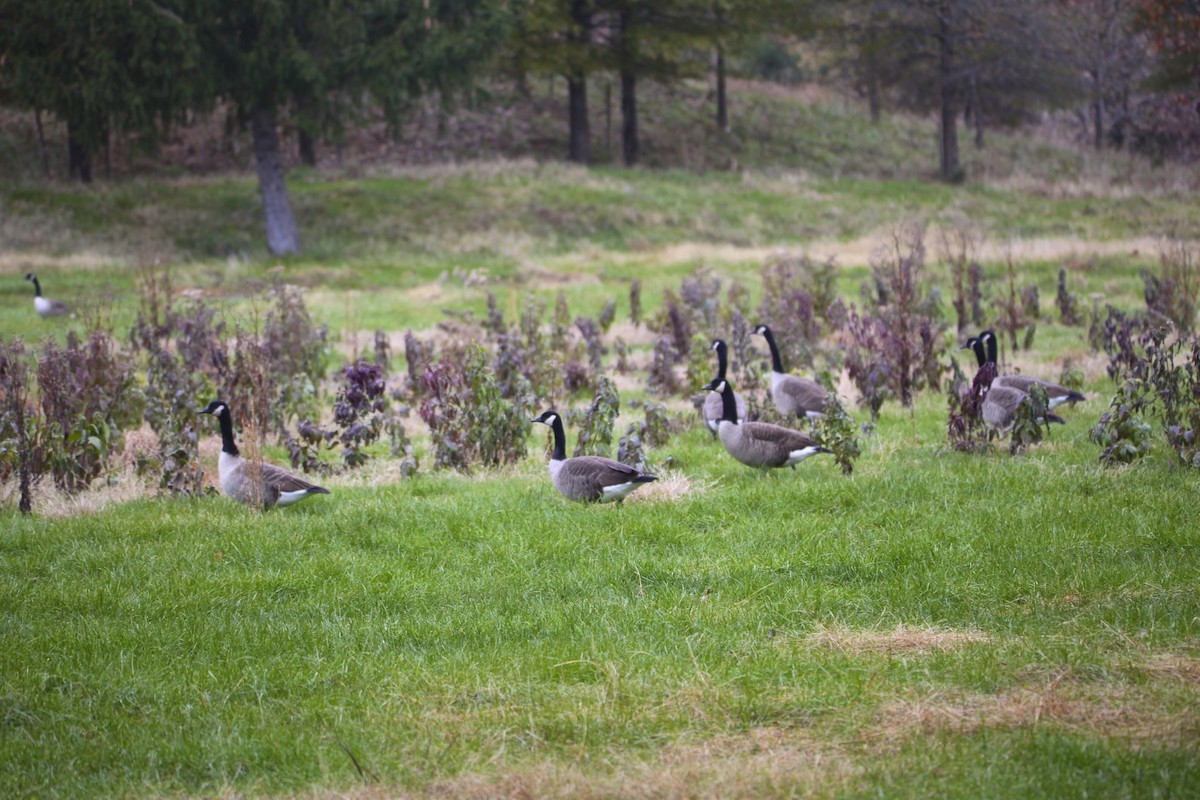 Canada Goose - ML188544391