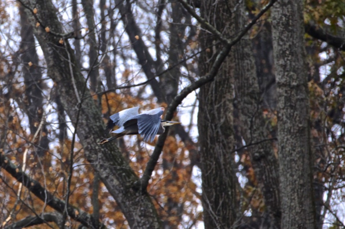 Great Blue Heron - ML188544441