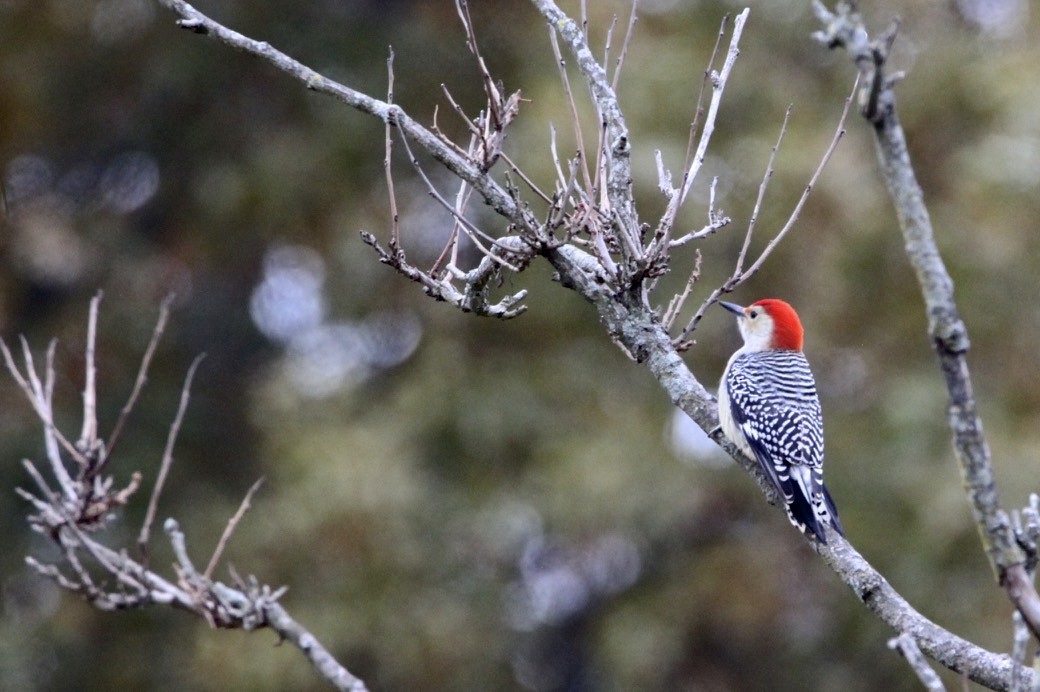 Red-bellied Woodpecker - Vickie Baily