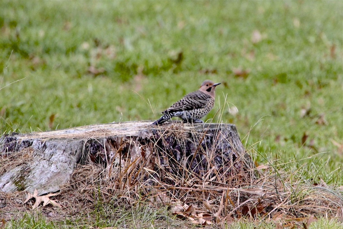 Northern Flicker - ML188544531