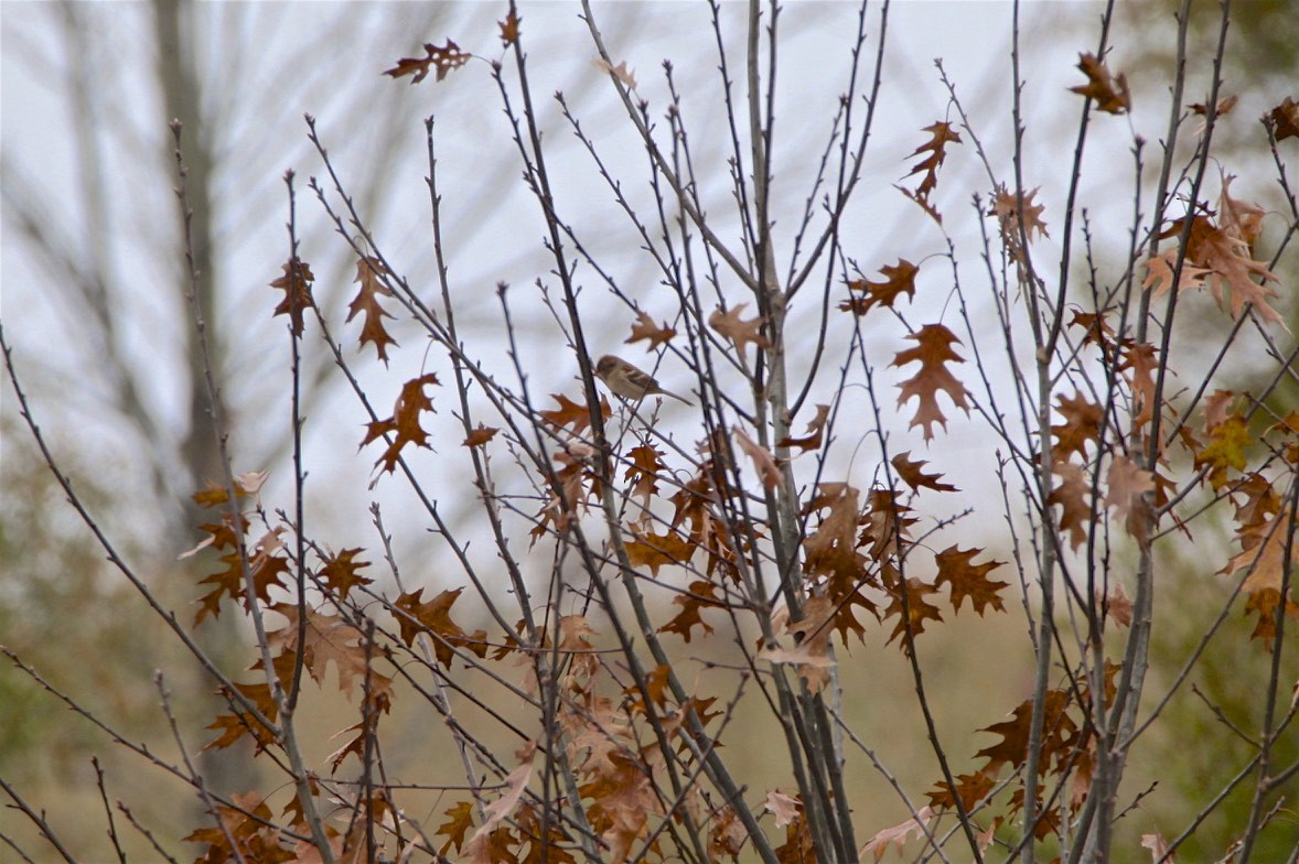 Field Sparrow - Vickie Baily