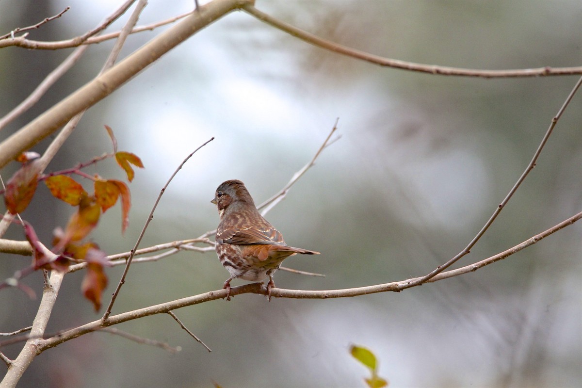 Fox Sparrow - Vickie Baily