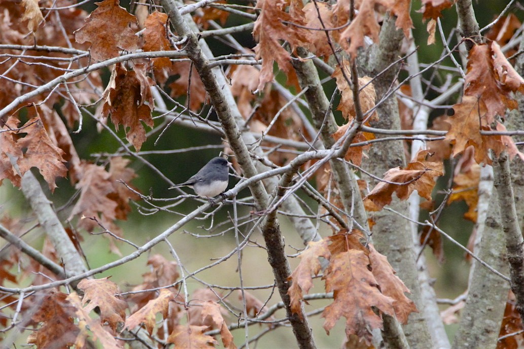 Junco ardoisé - ML188544691