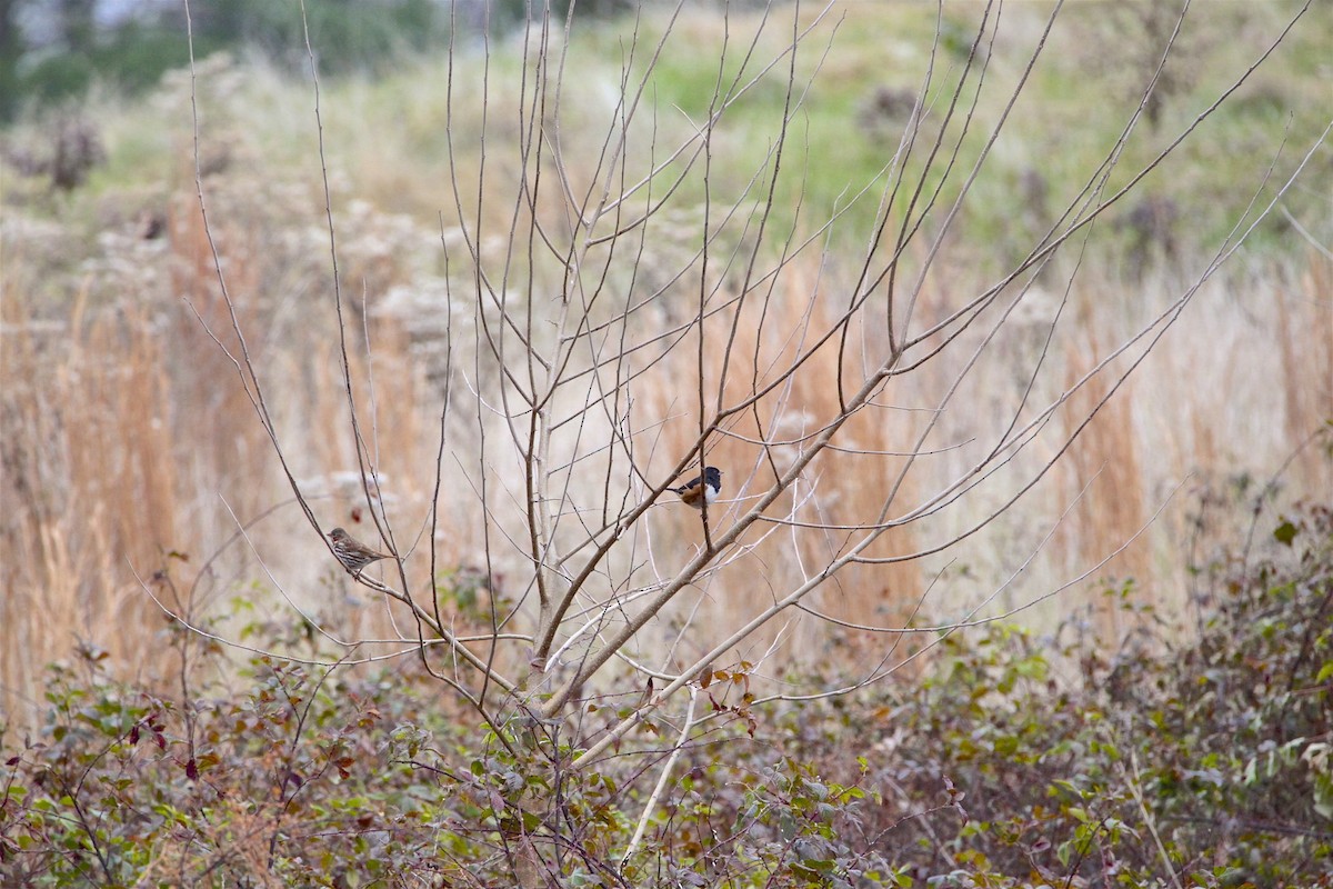 Eastern Towhee - ML188544771