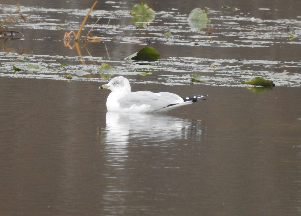 Ring-billed Gull - ML188545371