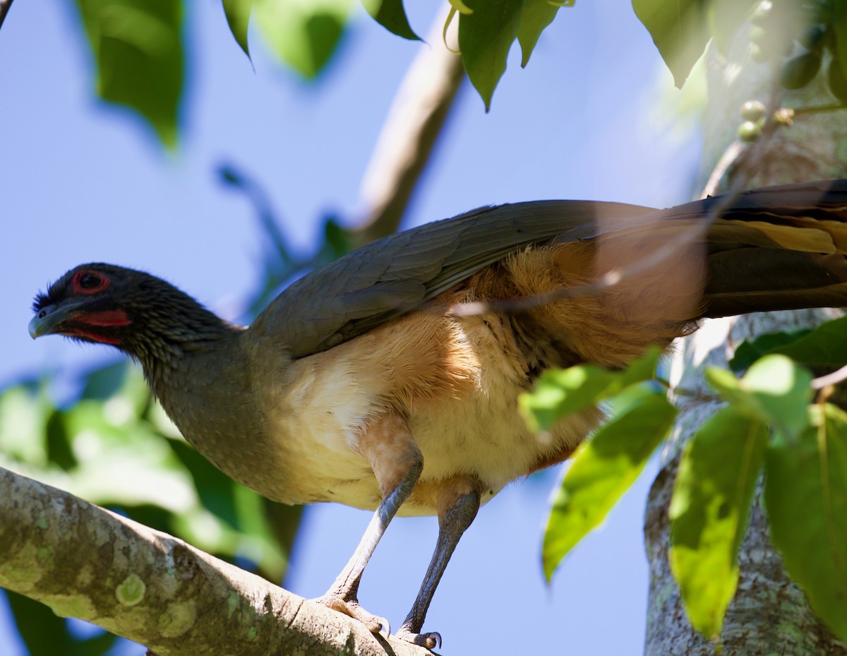 West Mexican Chachalaca - ML188546231