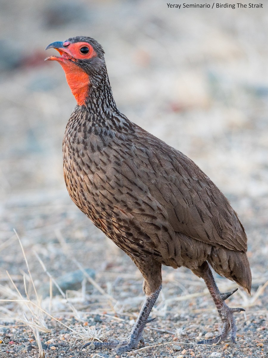 Swainson's Spurfowl - ML188546421