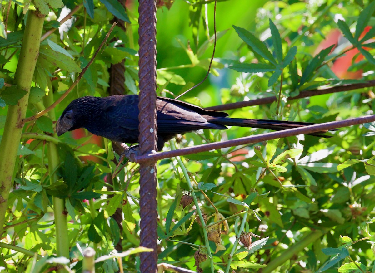 Groove-billed Ani - ML188546491