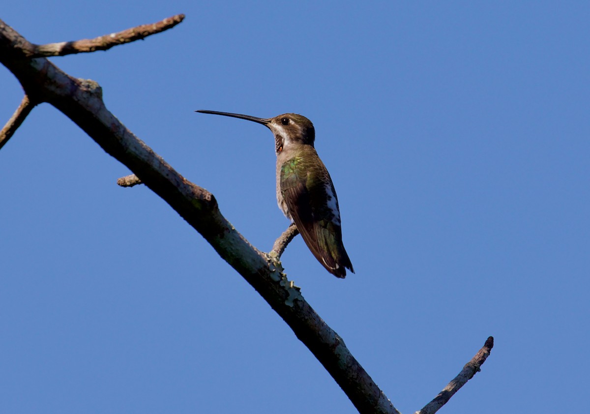 Plain-capped Starthroat - ML188546561