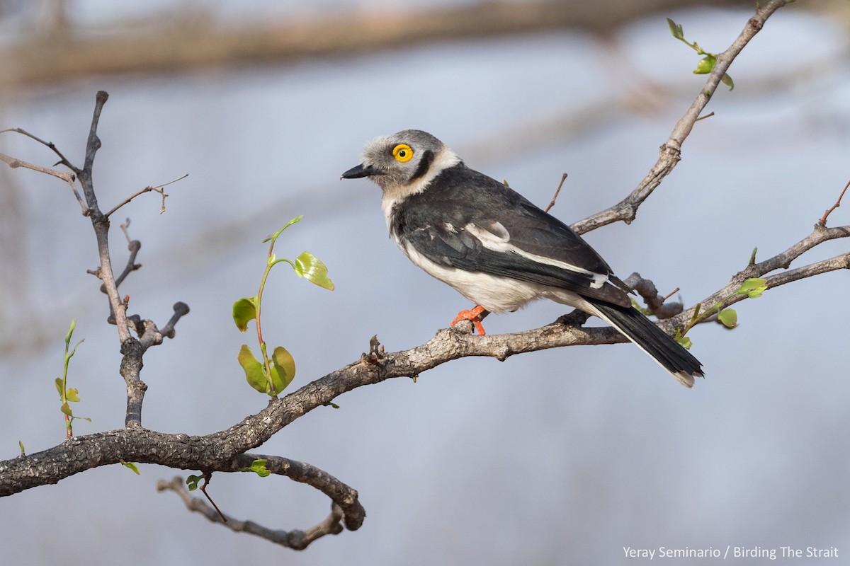 White Helmetshrike - ML188546651