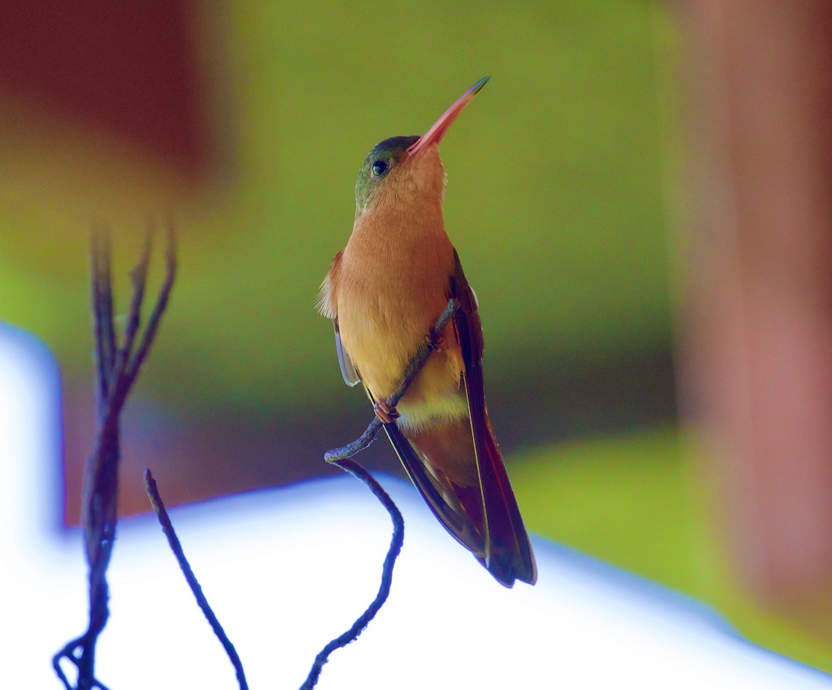 Cinnamon Hummingbird - ML188546691