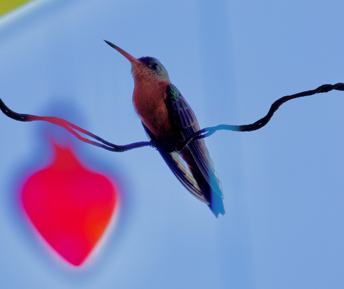 Cinnamon Hummingbird - ML188546701