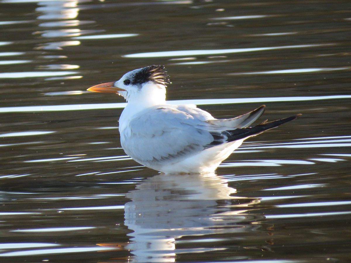 Royal Tern - ML188546811