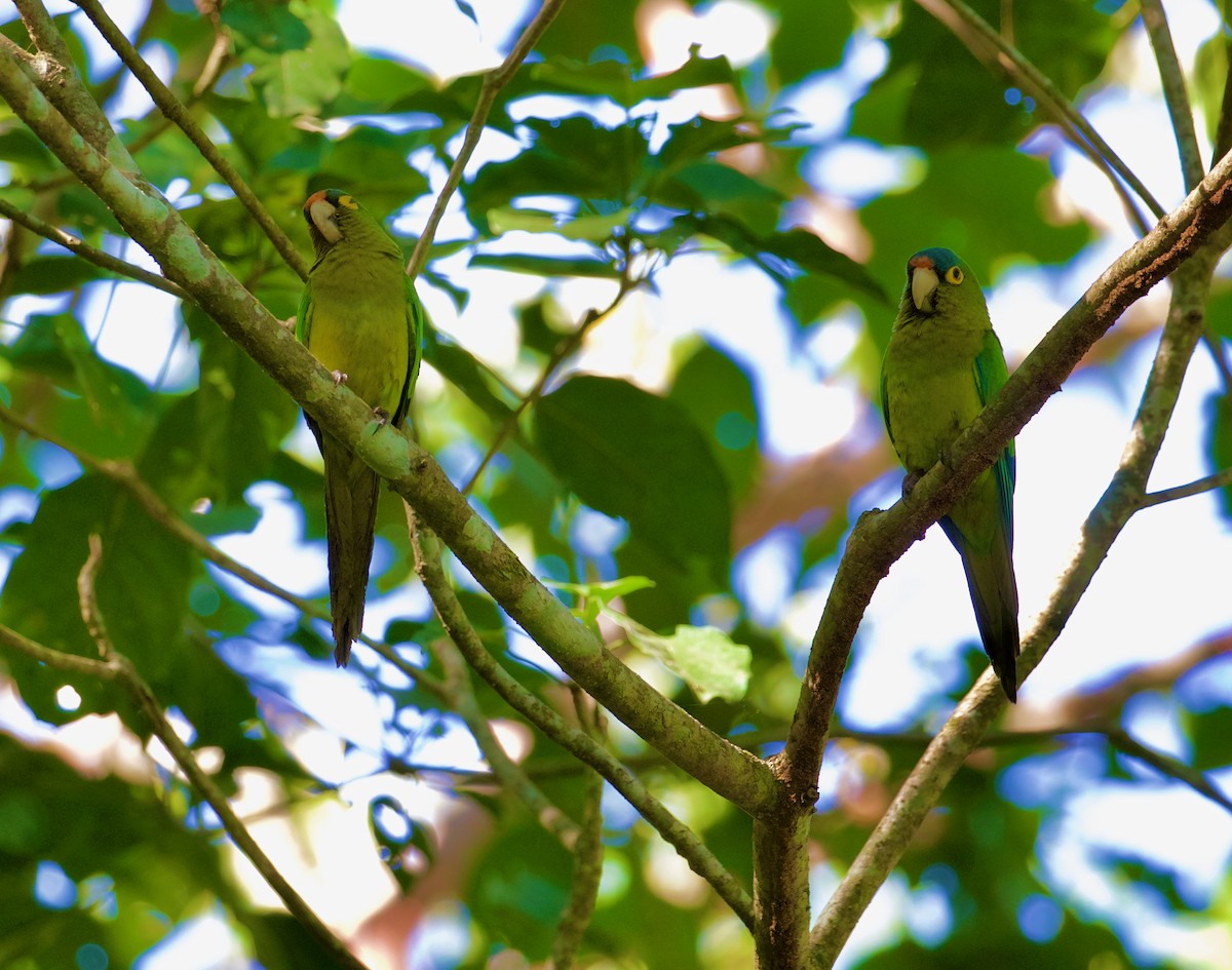 Orange-fronted Parakeet - ML188547151