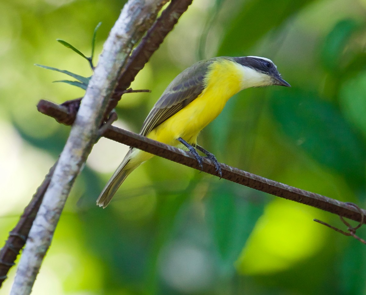 Social Flycatcher - ML188547381