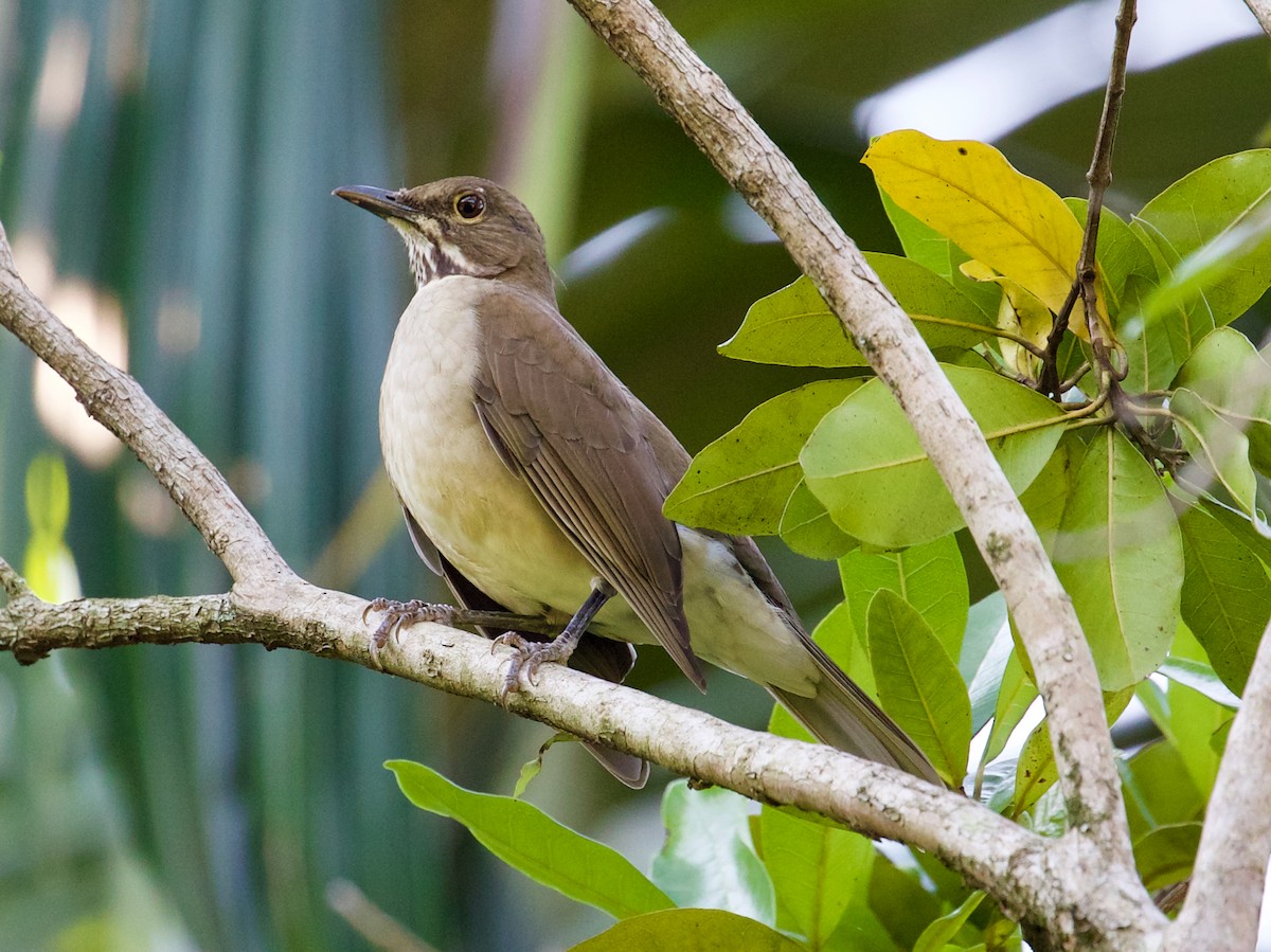 White-throated Thrush - ML188547591