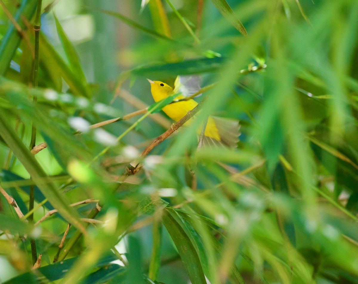 Wilson's Warbler - ML188547841