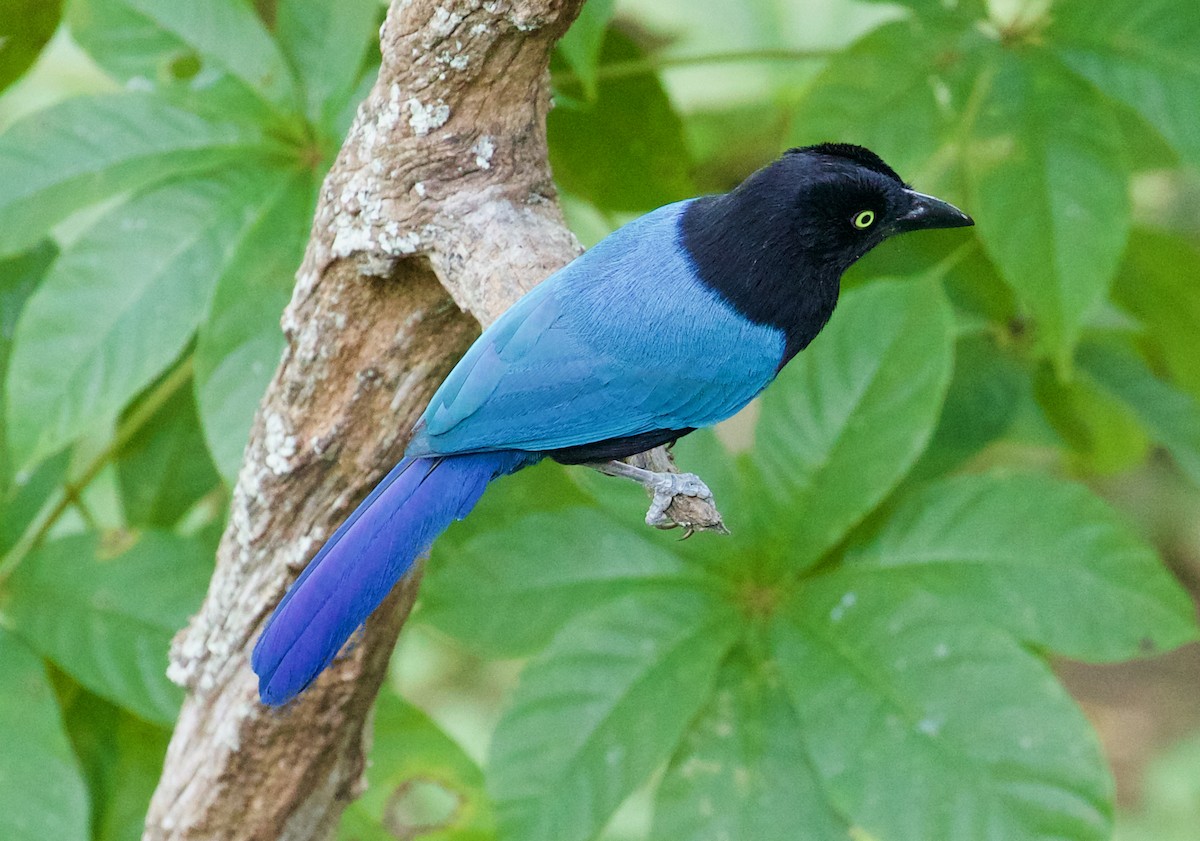 San Blas Jay - ML188548111