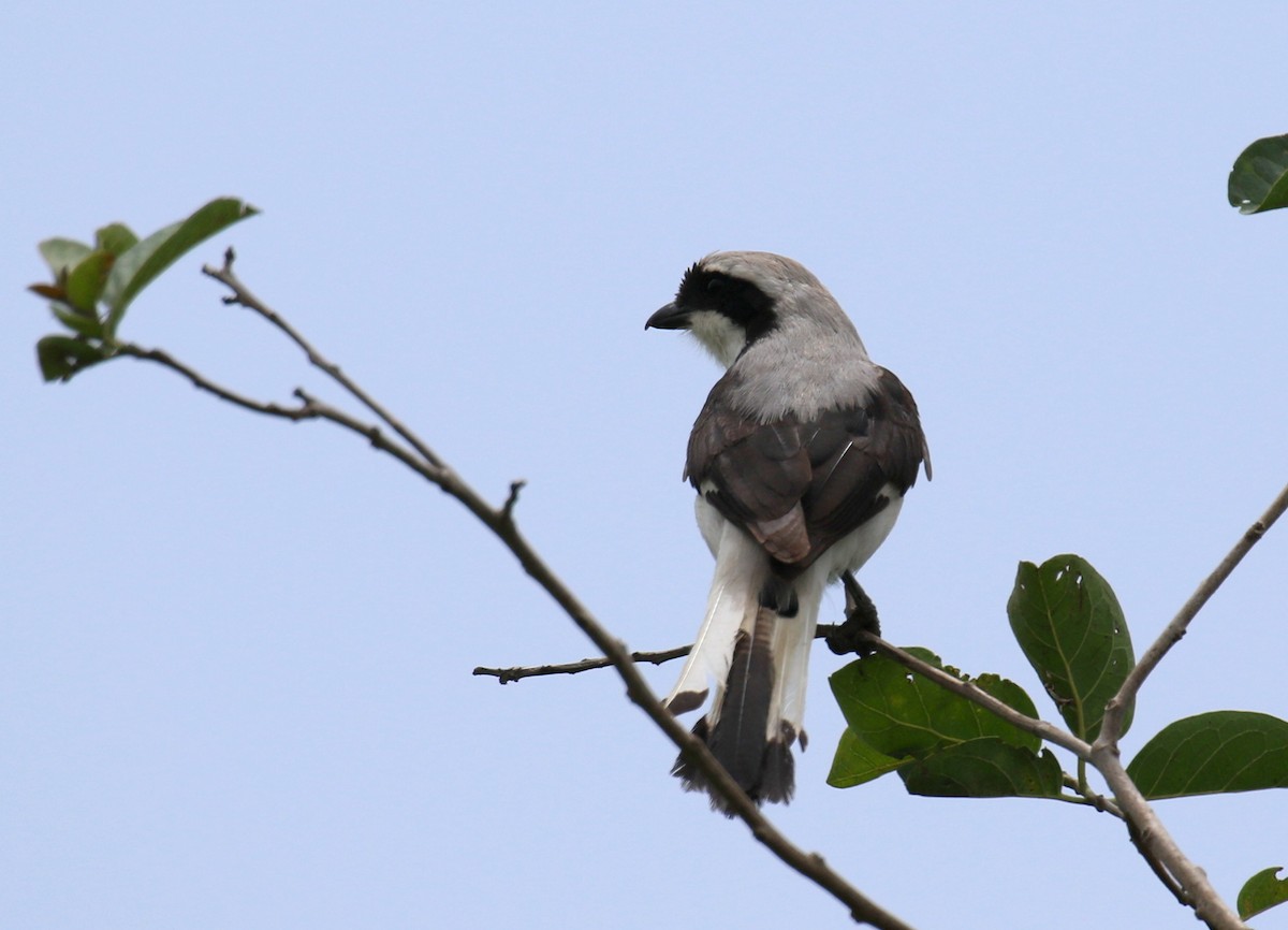 Gray-backed Fiscal - Fikret Ataşalan