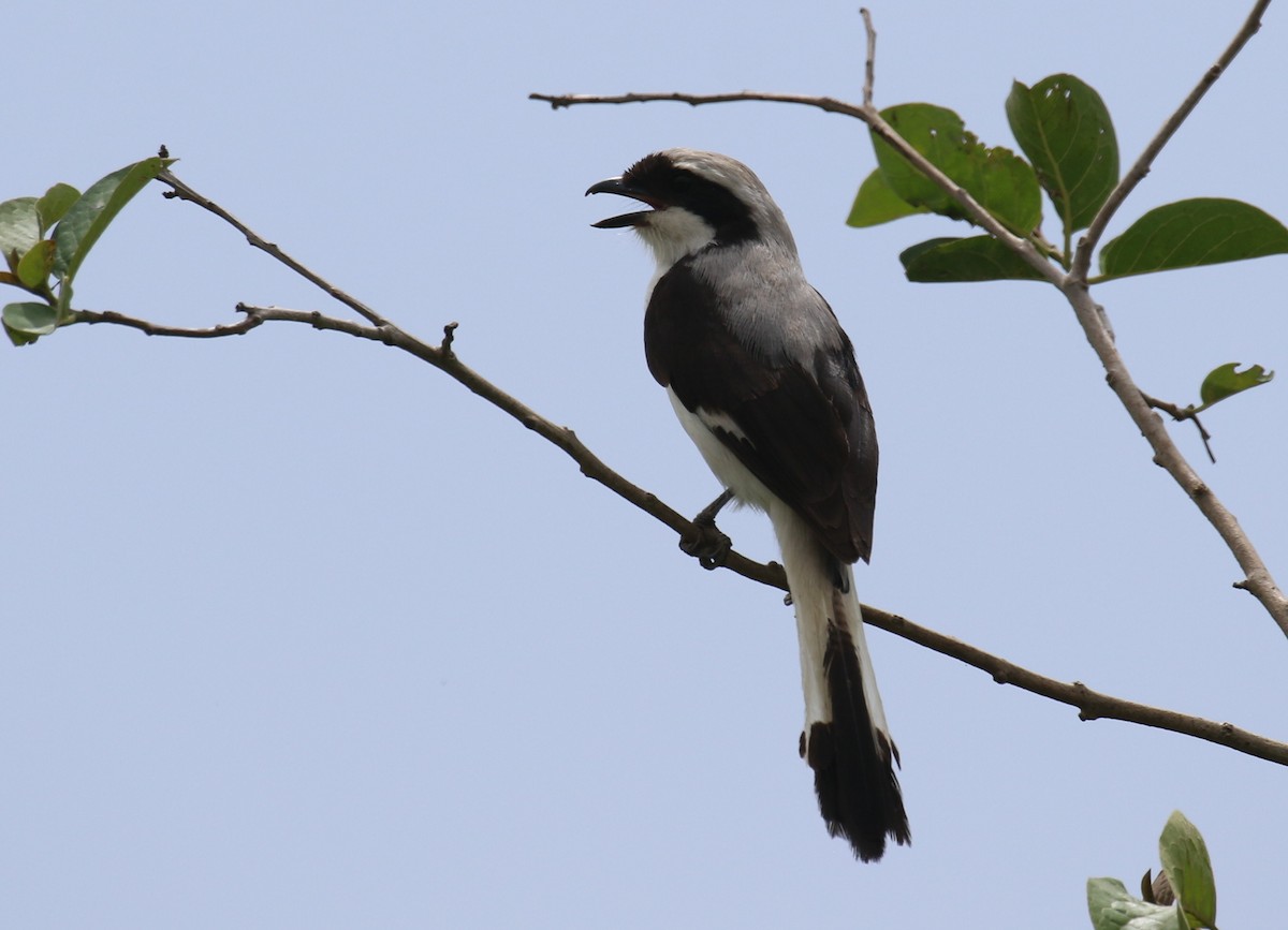 Gray-backed Fiscal - Fikret Ataşalan