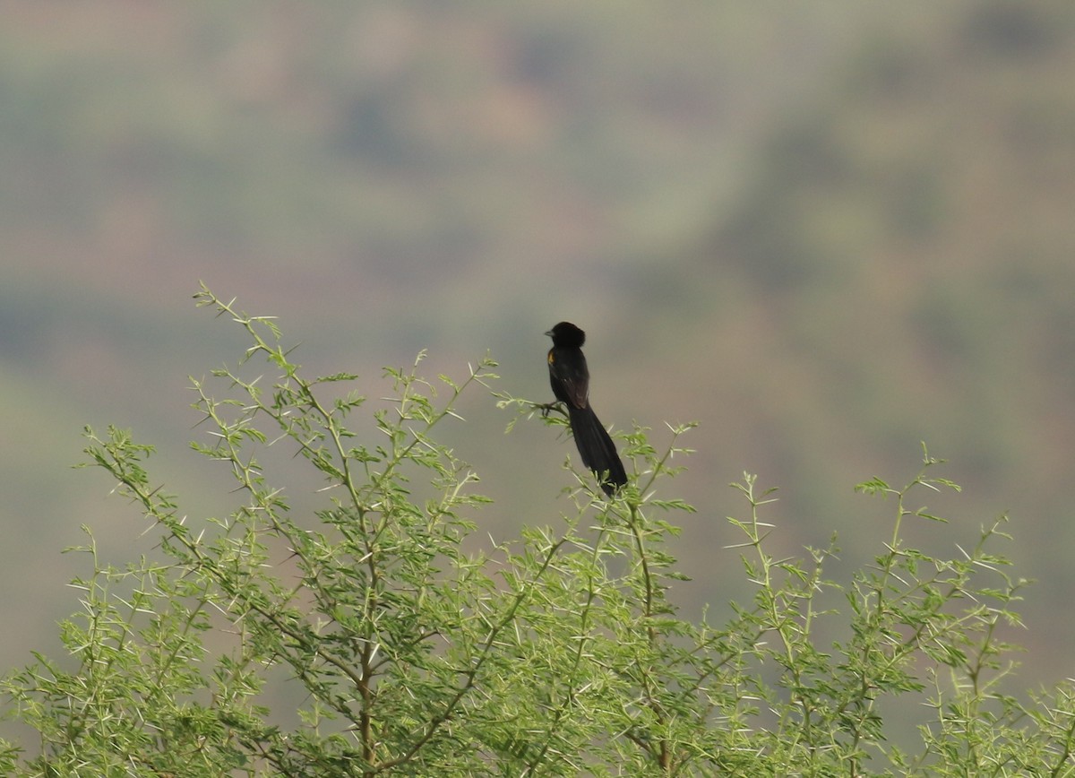 Yellow-mantled Widowbird - Fikret Ataşalan