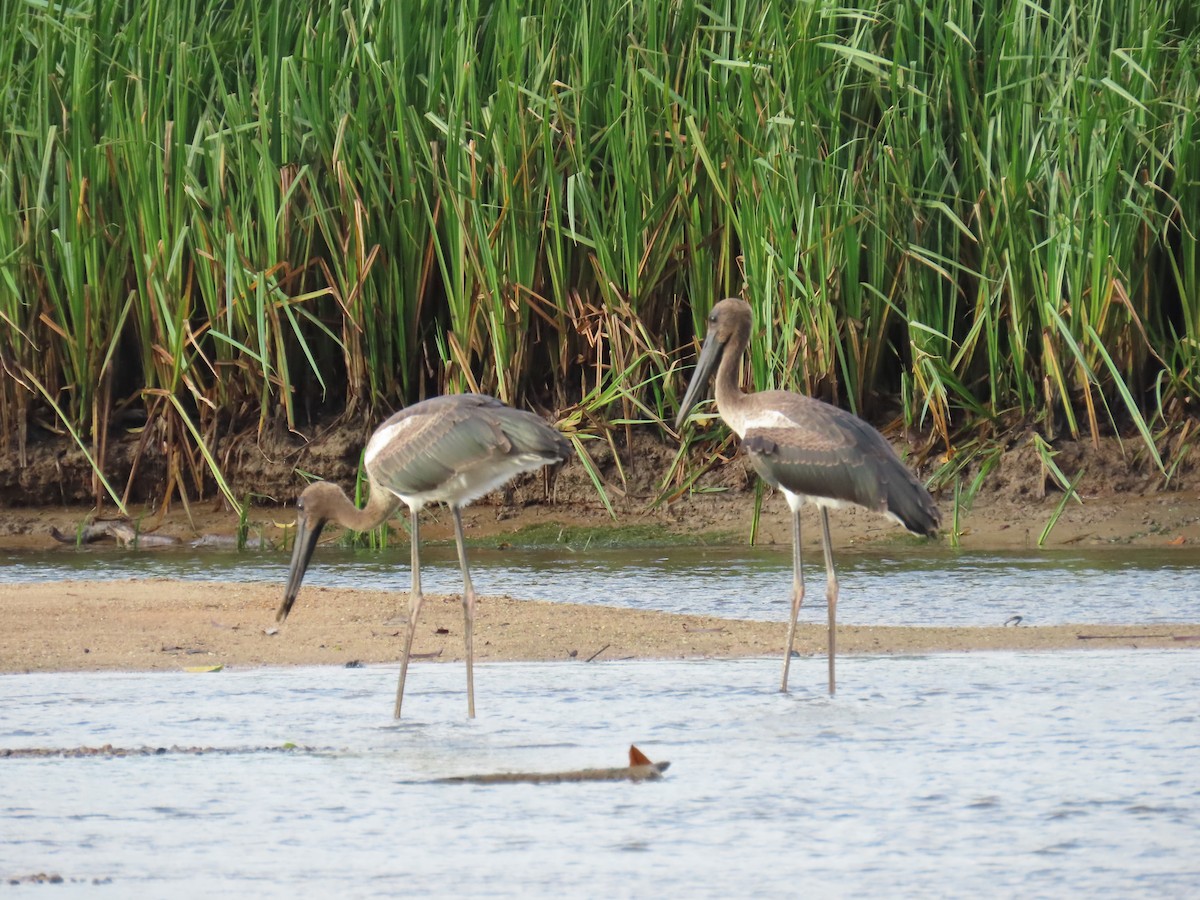 Black-necked Stork - Jim Frank