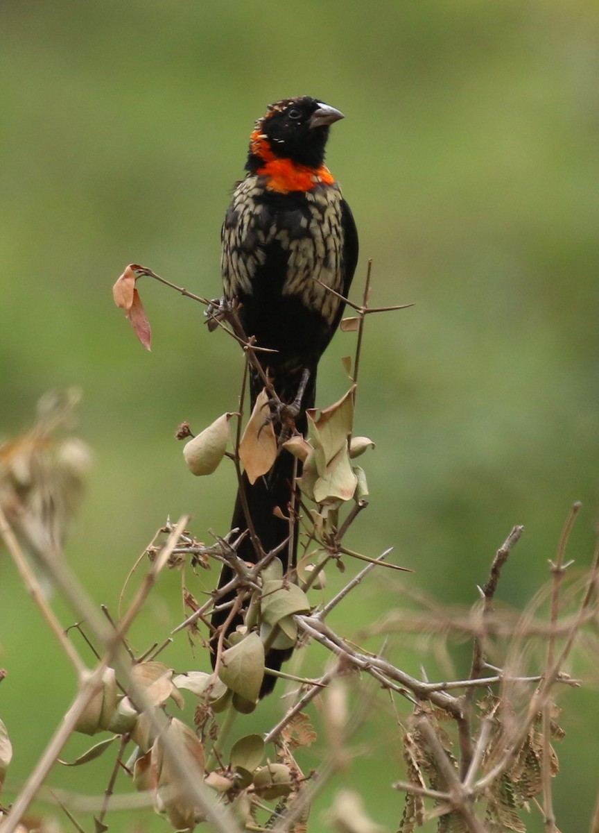Red-cowled Widowbird - Fikret Ataşalan