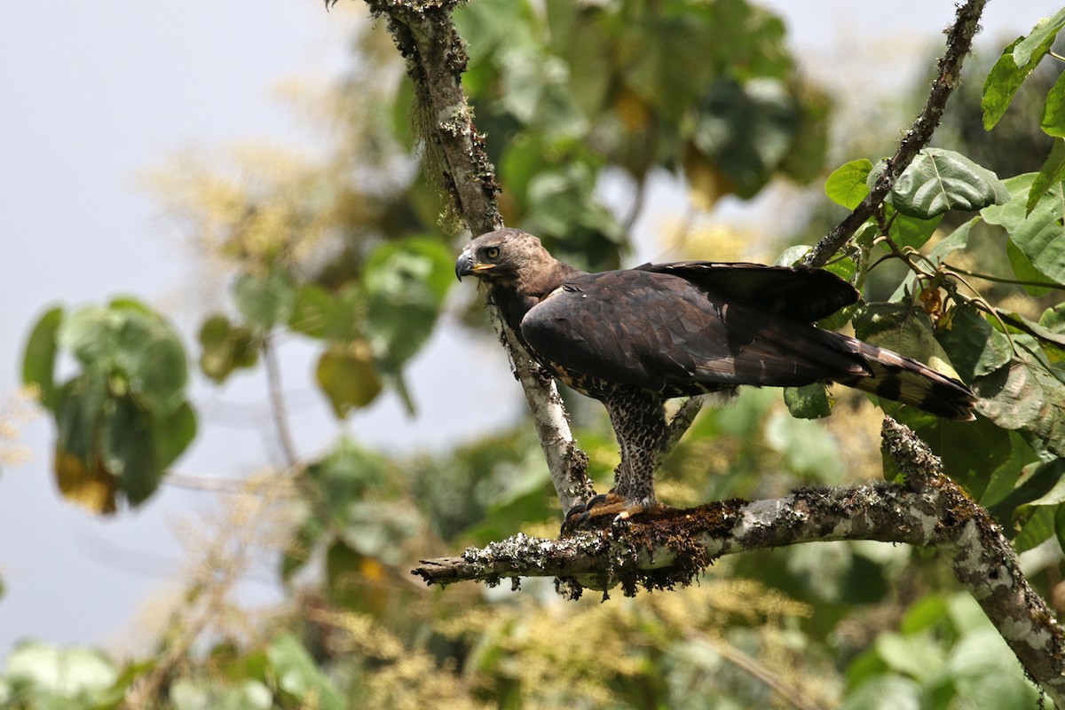 Crowned Eagle - Charley Hesse TROPICAL BIRDING