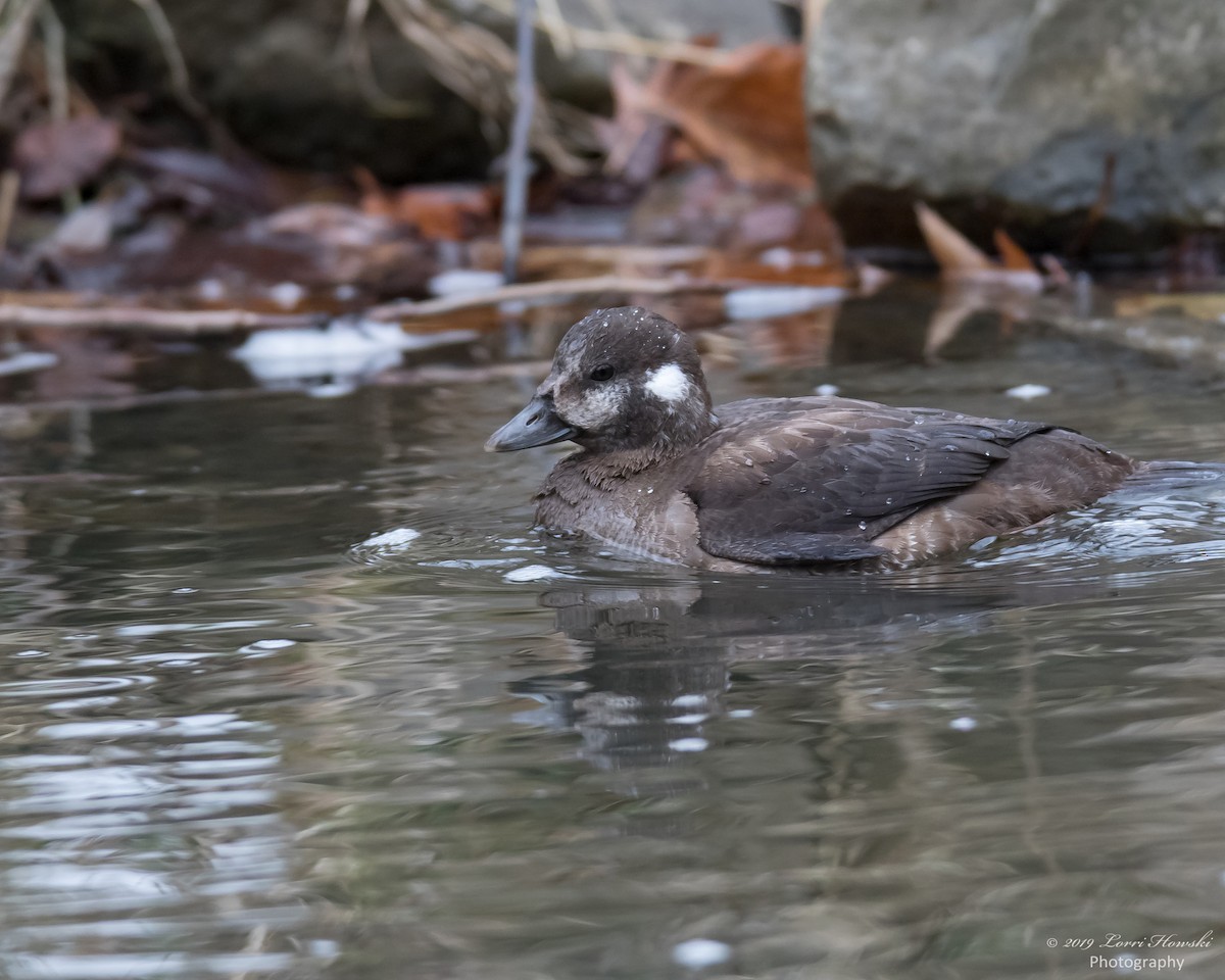 Harlequin Duck - Lorri Howski 🦋