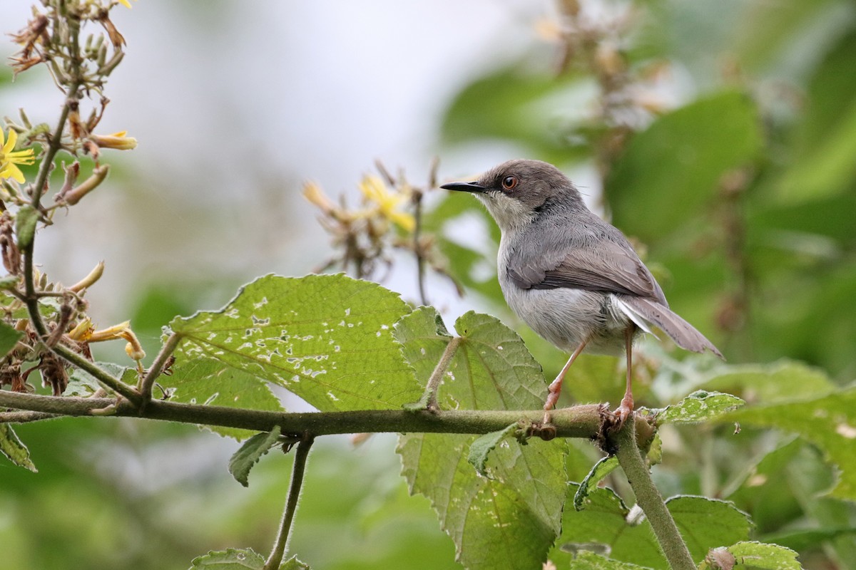 Apalis cendrée - ML188554091