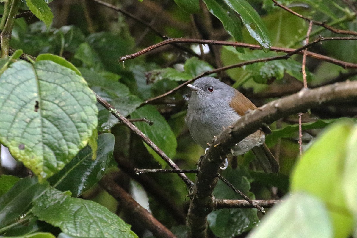 African Hill Babbler - ML188554161