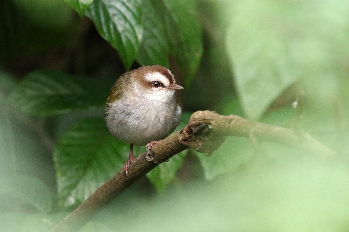 White-browed Crombec - ML188554331