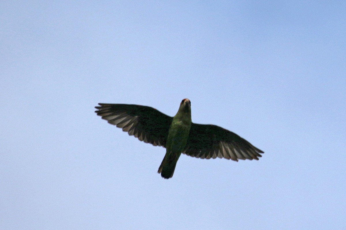Red-fronted Parrot - ML188555321