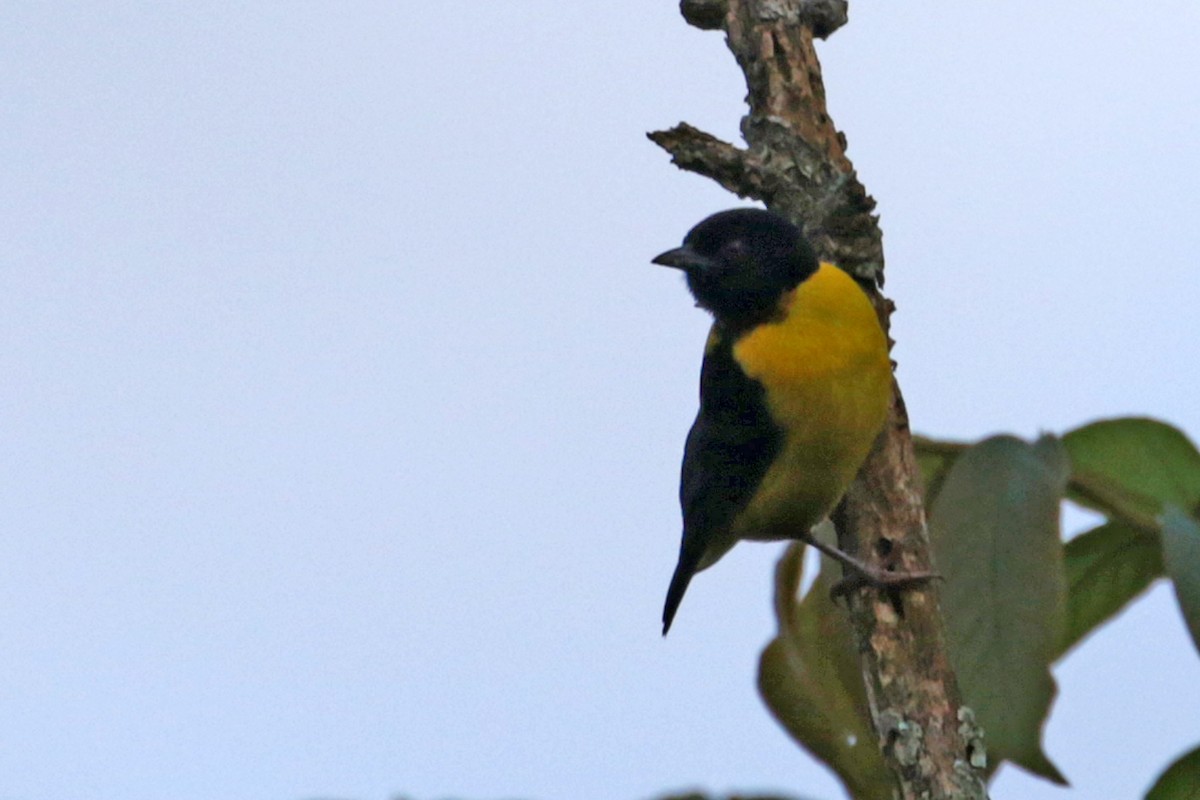 Brown-capped Weaver - ML188555331