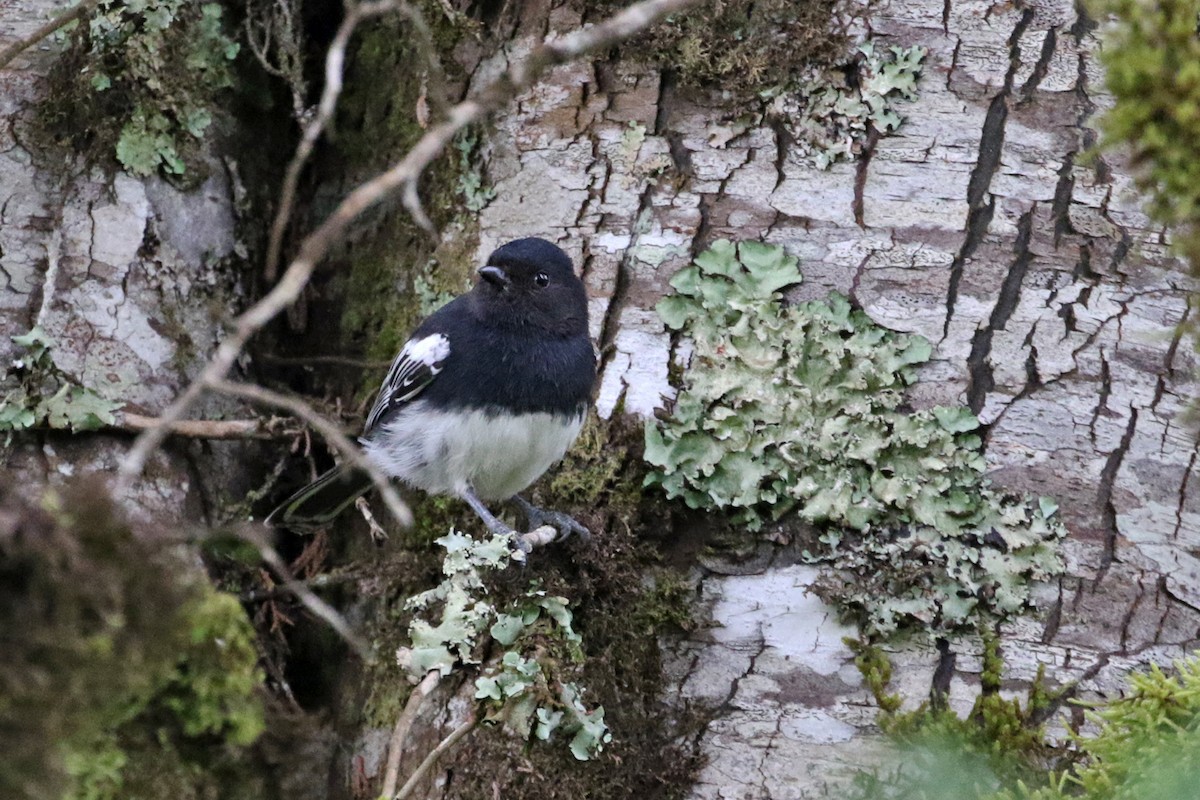 White-bellied Tit - ML188555411