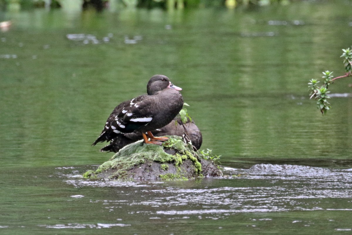 African Black Duck - ML188555841