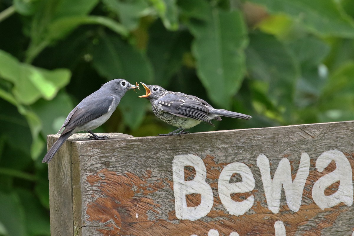 White-eyed Slaty-Flycatcher - ML188555941