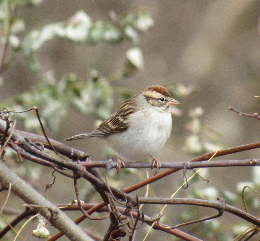 Chipping Sparrow - ML188556231