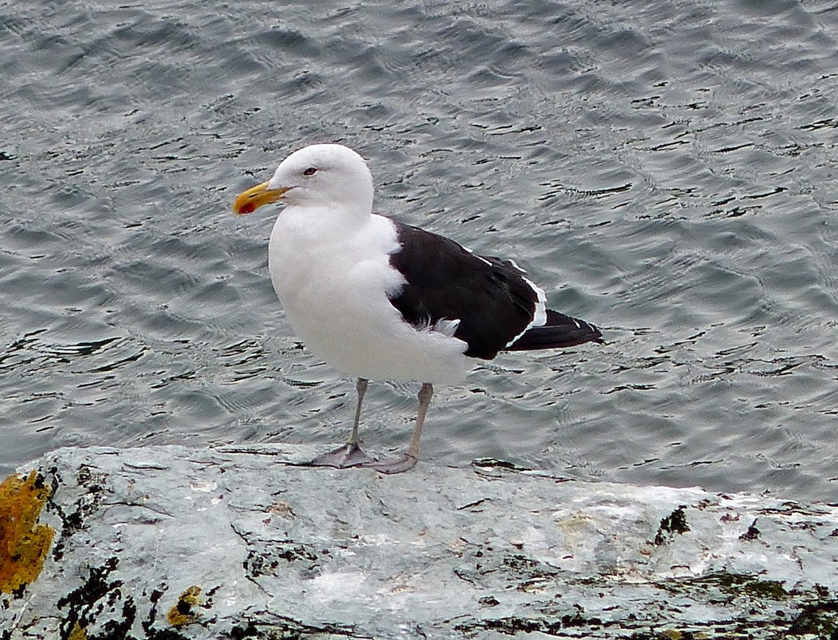 Kelp Gull - ML188559291