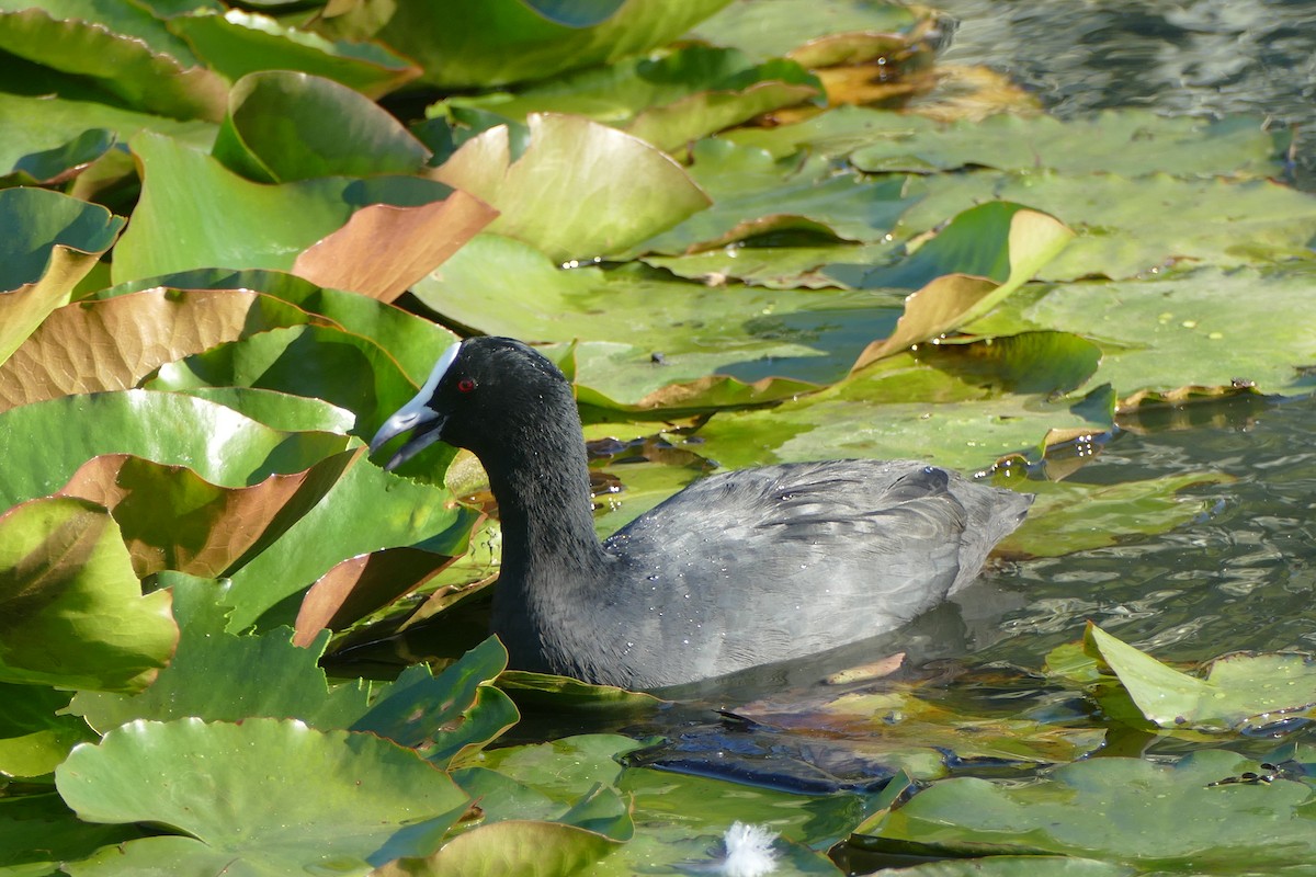 Eurasian Coot - Heinrich Schiess