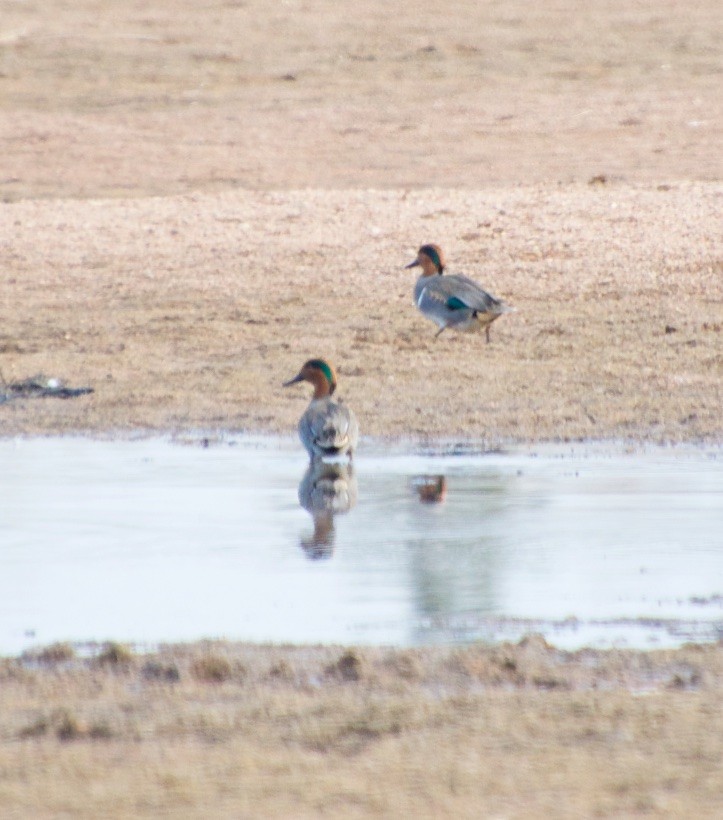 Green-winged Teal - ML188560281