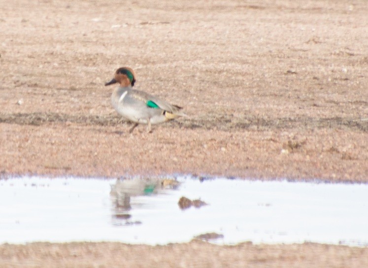 Green-winged Teal - ML188560321