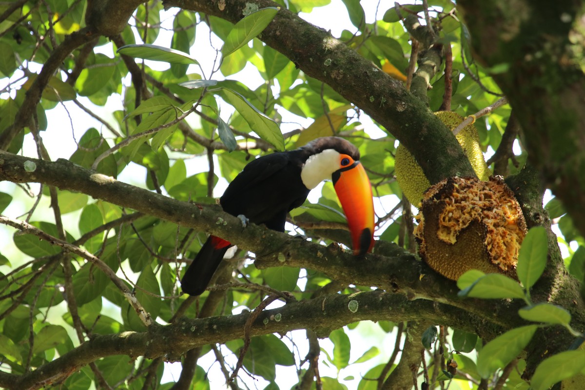 Toco Toucan - Simon Tickle