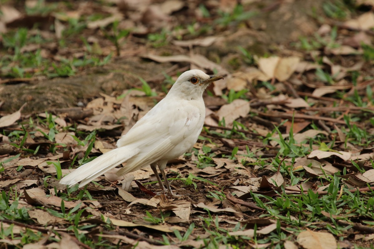 Rufous-bellied Thrush - ML188563891