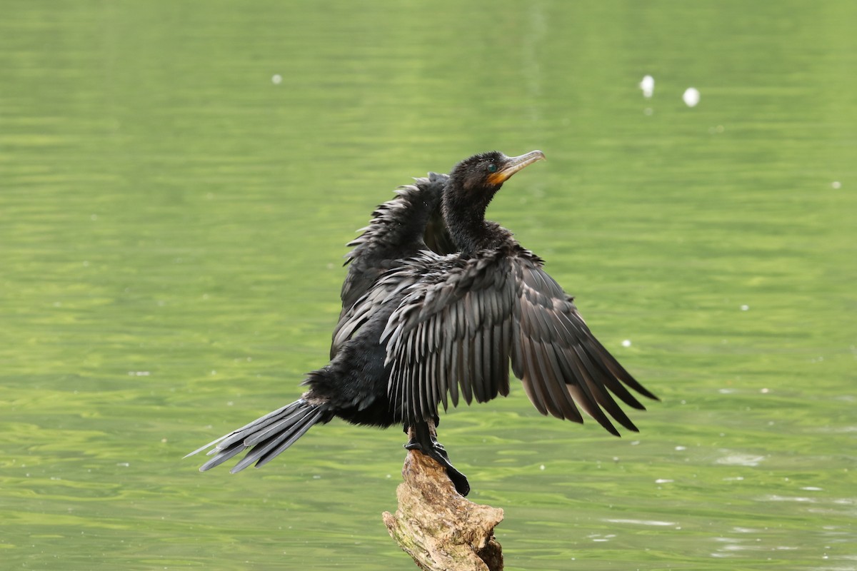 Cormorán Biguá - ML188564151