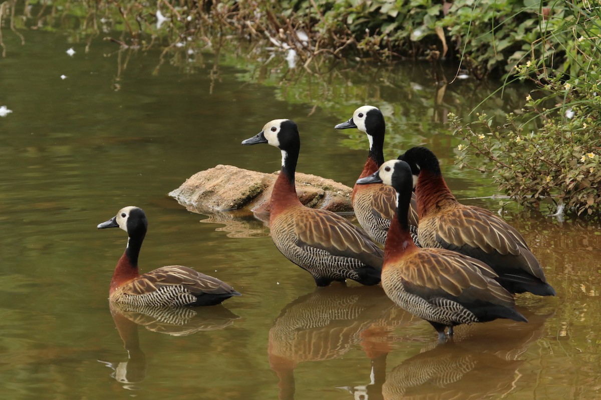 White-faced Whistling-Duck - ML188564191