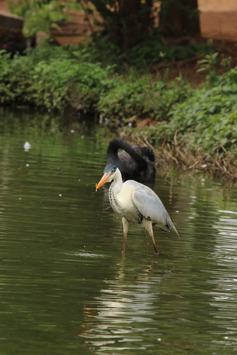 Cocoi Heron - Simon Tickle